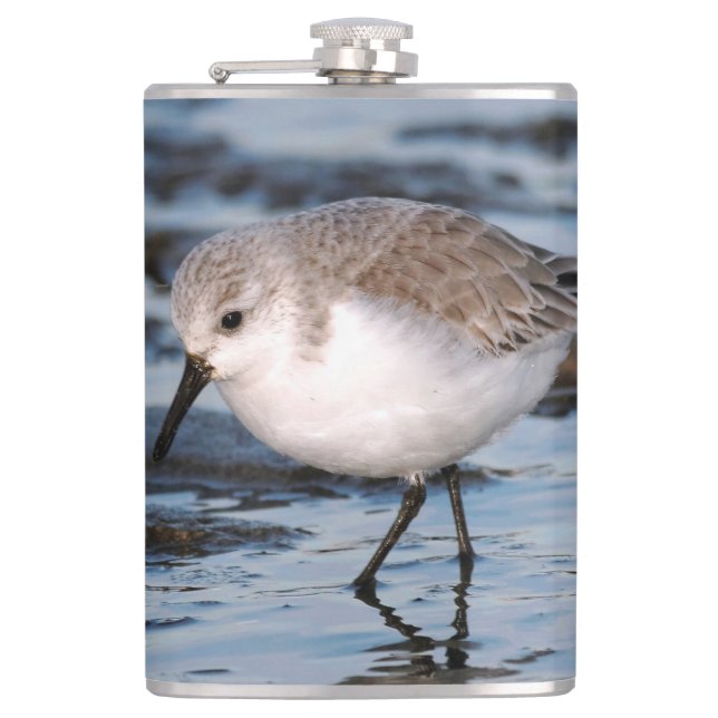 Niedlich Sanderling Sandpiper Wanders Winterküste Flachmann (Vorderseite)