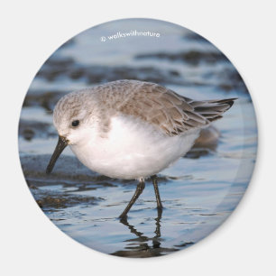 Niedlich Sanderling Sandpiper Wanders Winterküste Magnet