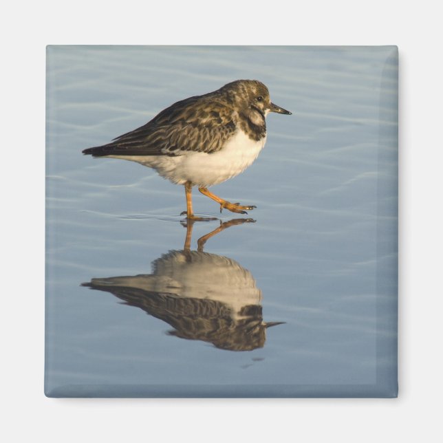 Niedlich Sandpiper Magnet (Vorne)