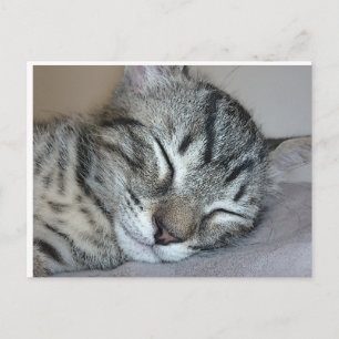 Niedlich Schlafkitten Postkarte