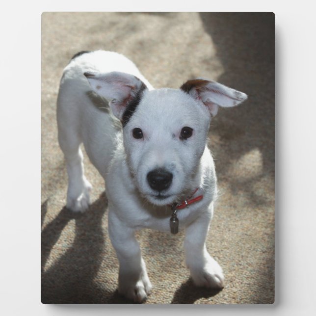 Niedlich Schwarz und Weiß von Jack Russell Welpe Fotoplatte (Vorderseite)