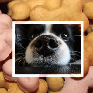 Niedlich Schwarz-Weiß-Border-Collie-Gesicht Nah-up Postkarte