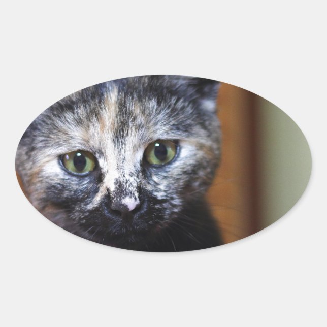 Niedlich Schwarz-Weiß-Kitten Ovaler Aufkleber (Vorderseite)