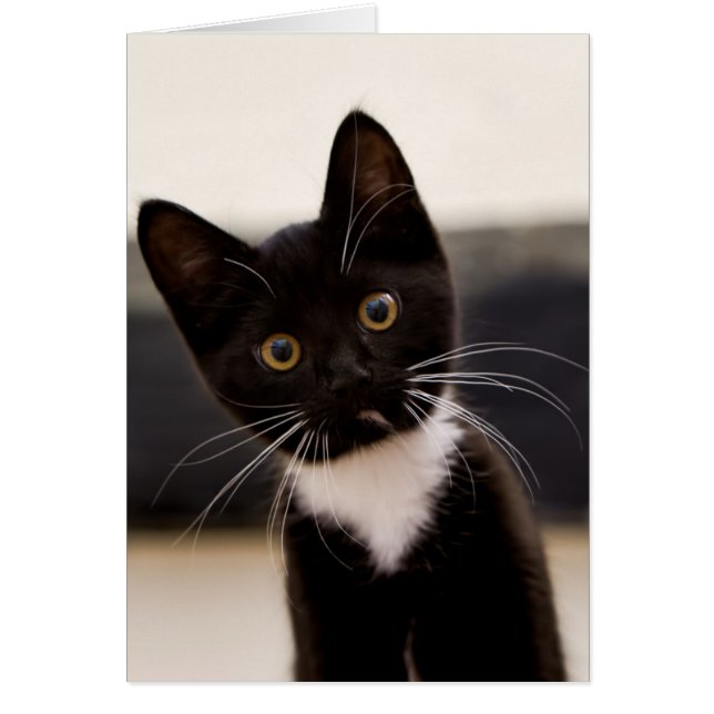 Niedlich Schwarz-Weiß Tuxedo Kitten (Vorne)