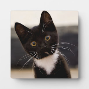 Niedlich Schwarz-Weiß Tuxedo Kitten Fotoplatte
