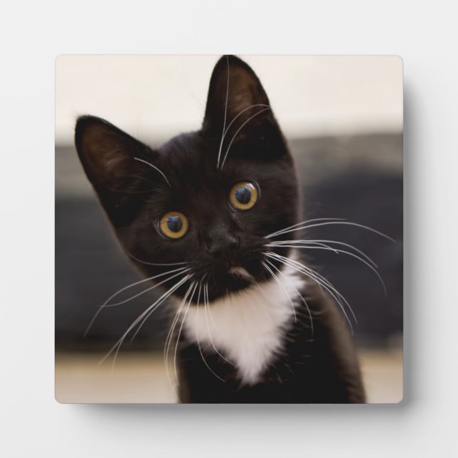 Niedlich Schwarz-Weiß Tuxedo Kitten Fotoplatte (Vorderseite)