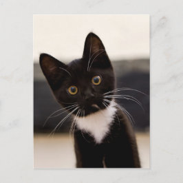 Niedlich Schwarz-Weiß Tuxedo Kitten Postkarte