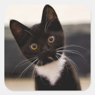 Niedlich Schwarz-Weiß Tuxedo Kitten Quadratischer Aufkleber