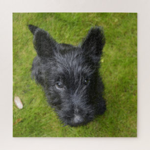 Niedlich Scottish Terrier Puppy