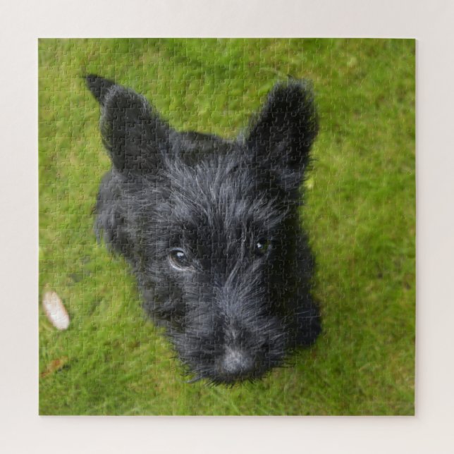 Niedlich Scottish Terrier Puppy (Vertikal)