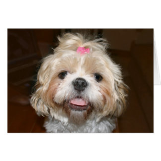 Niedlich Shih Tzu