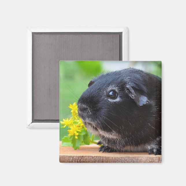 Niedlich, Silberfuchs Guinea Schwein und gelbe Blu Magnet (Vorderseite/Rückseite)