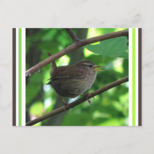 Niedlich Singing Wren DIY Postcard Postkarte