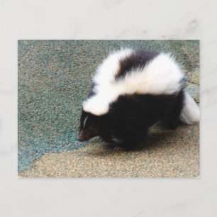 Niedlich Skunk Postcard Postkarte