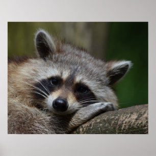 Niedlich Sleepy Raccoon Foto Poster