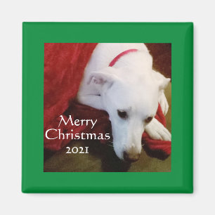 Niedlich Snowy White Puppy Dog Square Weihnachten Magnet