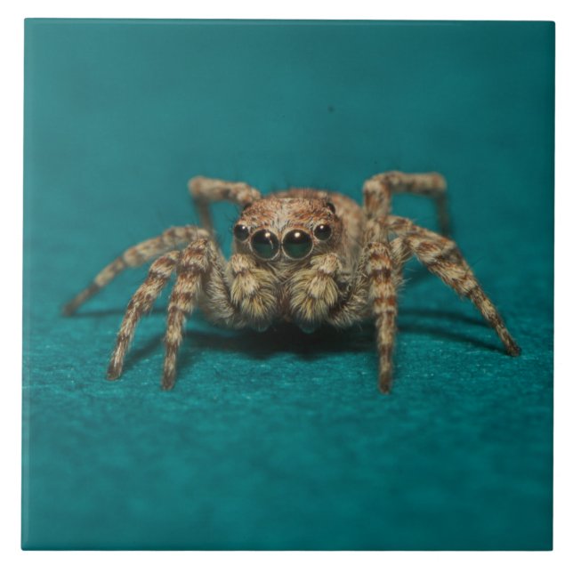 Niedlich Spider Big Eyes Foto Fliese (Vorderseite)