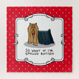 Niedlich Spoiled Rotten Yorkshire Terrier (Yorkie)