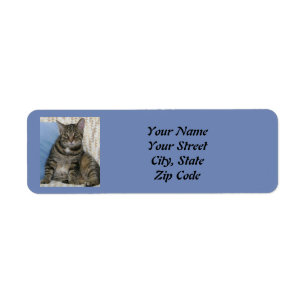 Niedlich Tabby Cat Blue