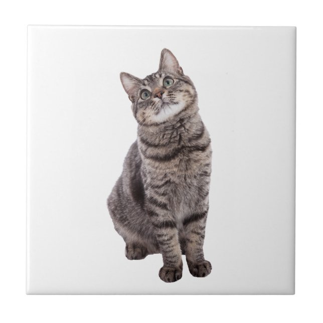 Niedlich Tabby Cat Fliese (Vorderseite)