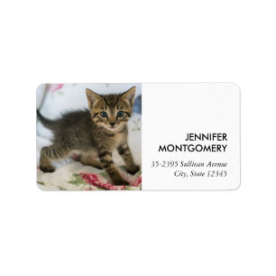 Niedlich Tabby Kitten sieht überraschend aus Adressaufkleber