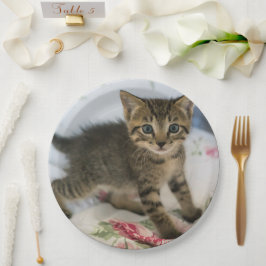 Niedlich Tabby Kitten sieht überraschend aus Pappteller