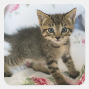 Niedlich Tabby Kitten sieht überraschend aus Quadratischer Aufkleber
