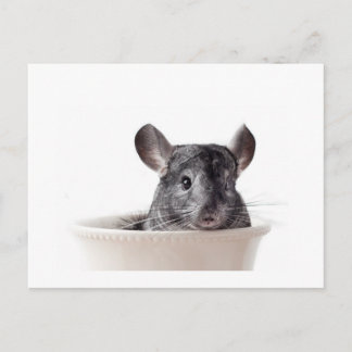 Niedlich Teacup Chinchilla Grau Postkarte