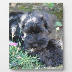 Niedlich Terrier Dog Fotoplatte
