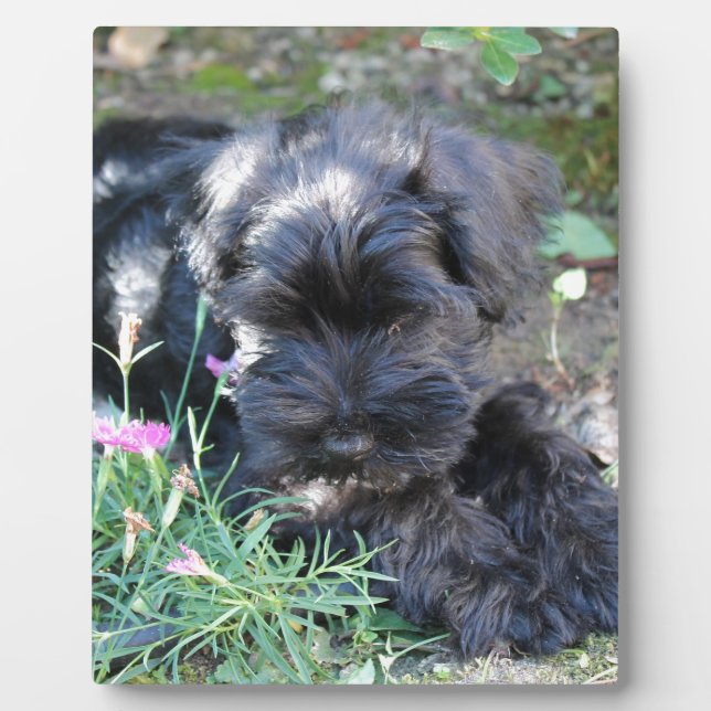 Niedlich Terrier Dog Fotoplatte (Vorderseite)