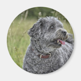 Niedlich Terrier Dog Magnet