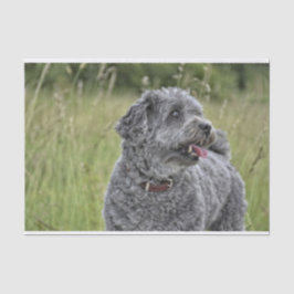 Niedlich Terrier Dog Seidenpapier