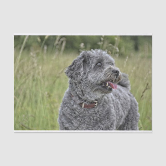 Niedlich Terrier Dog Seidenpapier (Vorderseite)
