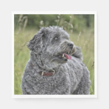 Niedlich Terrier Dog