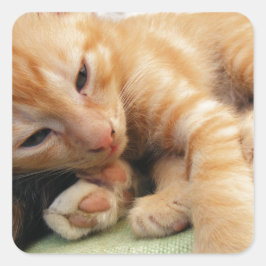 Niedlich Tiger Stripe Kitten Quadratischer Aufkleber
