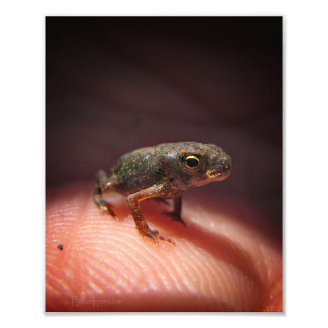 Niedlich Tiny Baby Toad / Kaulquappe Fotodruck (Vorne)