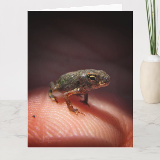 Niedlich Tiny Baby Toad / Kaulquappe Karte (Vorderseite)