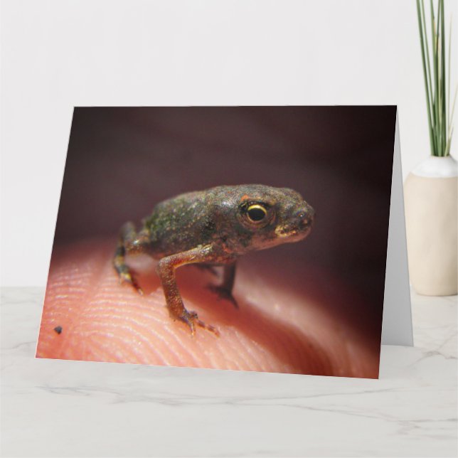 Niedlich Tiny Baby Toad / Kaulquappe Karte (Vorderseite)