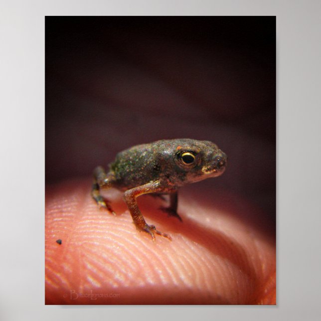 Niedlich Tiny Baby Toad / Kaulquappe Poster (Vorne)