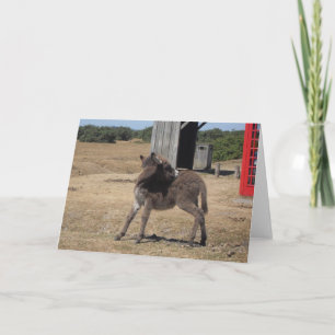 Niedlich Tiny Donkey Foal Karte