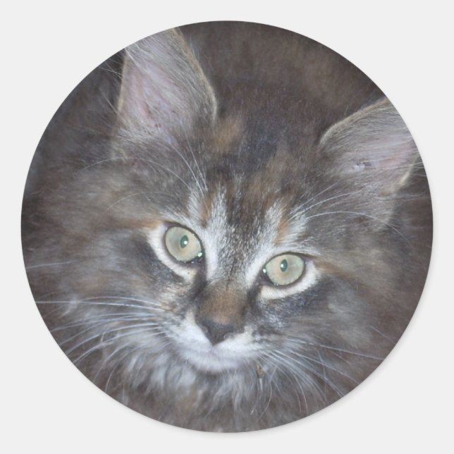 Niedlich Torbie Kitten Runder Aufkleber (Vorderseite)
