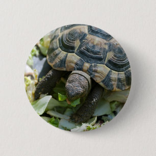 Niedlich Turtle Button
