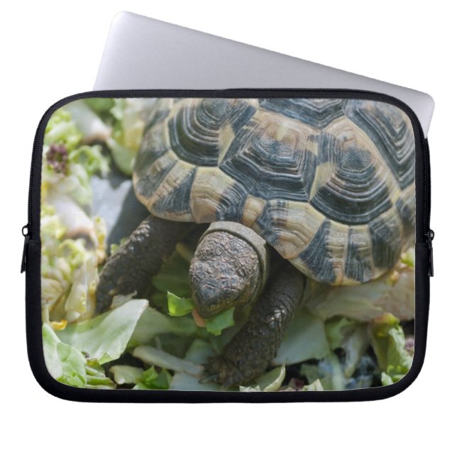 Niedlich Turtle Laptopschutzhülle (Vorderseite)