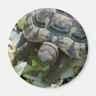 Niedlich Turtle Magnet