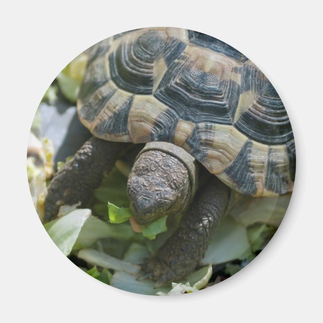 Niedlich Turtle Magnet (Vorne)