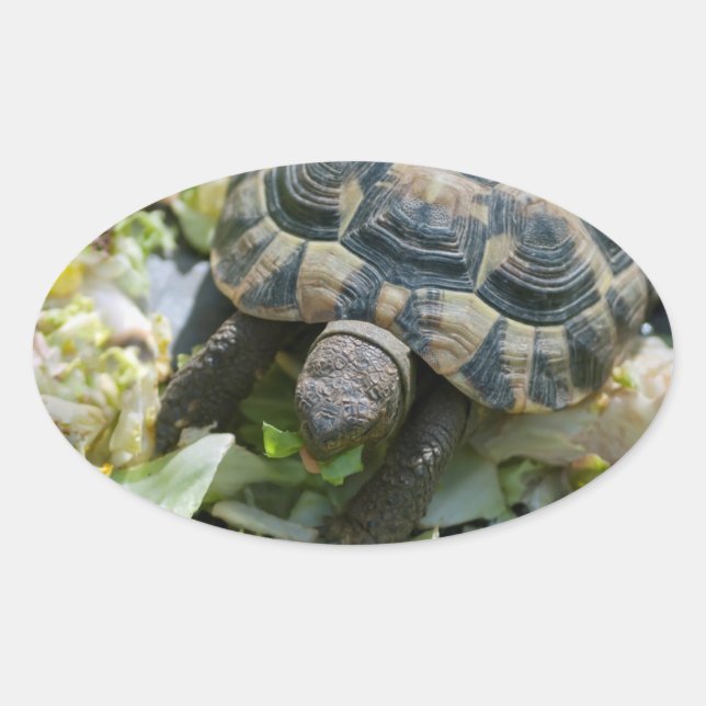 Niedlich Turtle Ovaler Aufkleber (Vorderseite)
