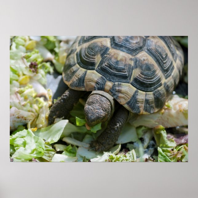 Niedlich Turtle Poster (Vorne)