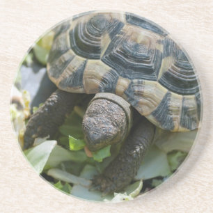 Niedlich Turtle Untersetzer