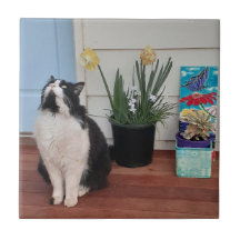 Niedlich Tuxedo Katzen Schwarz-weiße Katzen Blumen