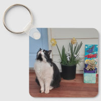 Niedlich Tuxedo Katzen Schwarz-weiße Katzen Blumen
